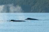 Grupo de baleias Humpback nadam em Telegraph Cove, na Vancouver Island, na Columbia Britânica, costa oeste do Canadá